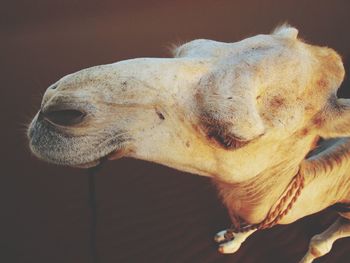 High angle view of camel