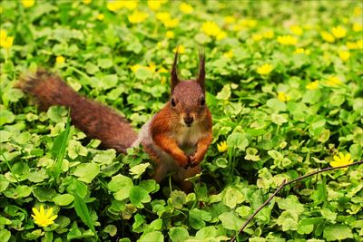 Squirrel eating green leaves