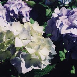 Close-up of white flowers