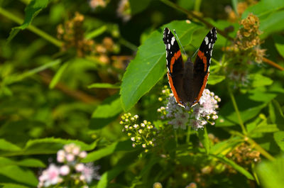 Butterfly pollinating on flower