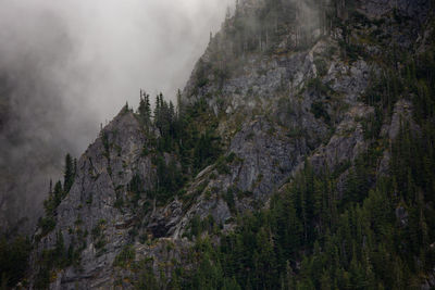 Panoramic view of pine trees in forest