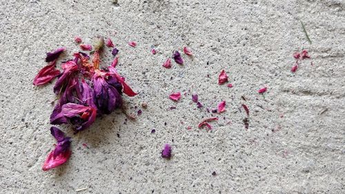 High angle view of pink flowering plant on land