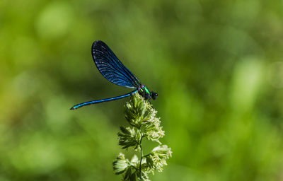 Close-up of butterfly on purple flower