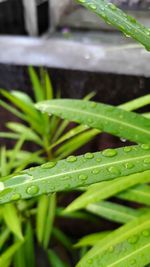 Close-up of wet grass