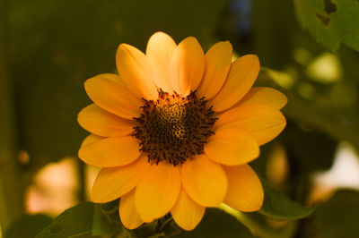 Close-up of yellow flower