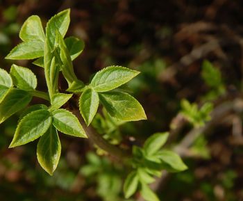 Close-up of plant leaves
