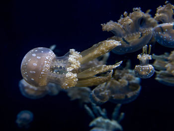 Close-up of jellyfish swimming in sea