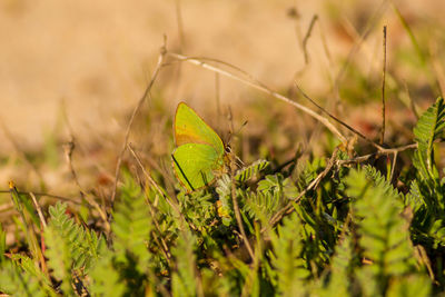 Close-up of butterfly on plant