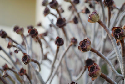 Close-up of buds on flowering plant