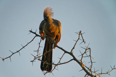 Low angle view of eagle perching on branch against sky