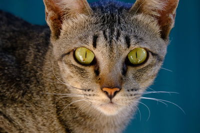 Close-up portrait of a cat