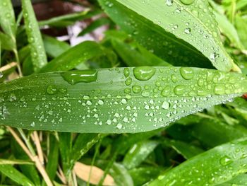 Close-up of wet leaves on rainy day