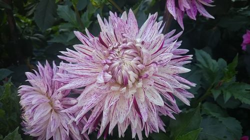 Close-up of pink chrysanthemum