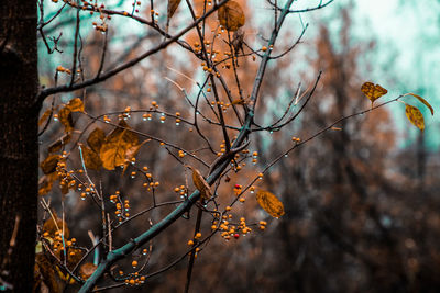 Low angle view of flowering plants on tree during autumn