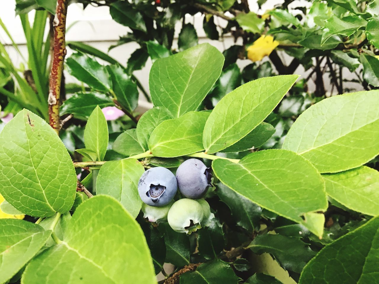 CLOSE-UP OF FRUIT GROWING ON TREE