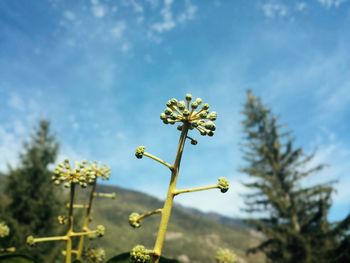 Low angle view of flowers blooming against sky