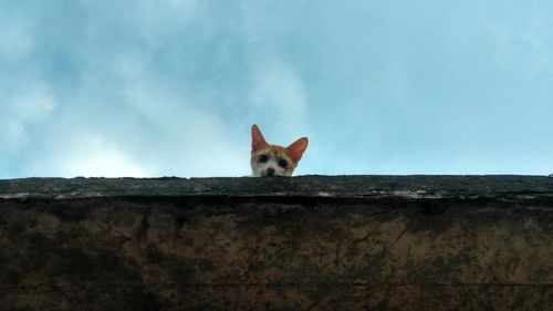 Portrait of a dog against wall