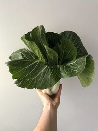 Cropped hand holding leaf over white background