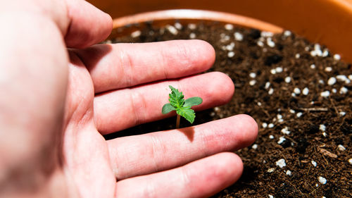 Close-up of hand holding small plant