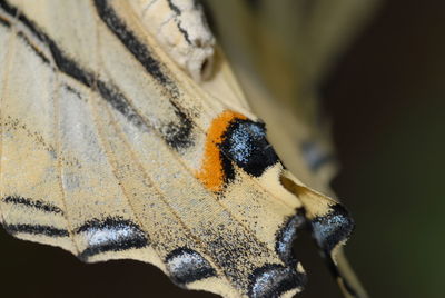 Close-up of butterfly 