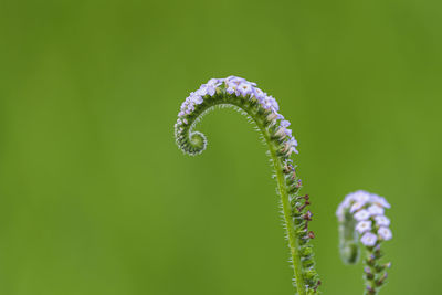 Close-up of purple flower bud