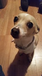 Close-up portrait of dog on hardwood floor at home