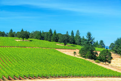 Scenic view of vineyard at willamette valley against blue sky