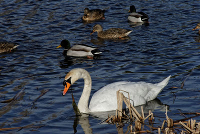 Ducks swimming on lake