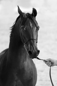 Close-up of a horse