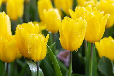 Close-up of wet yellow flowering plant