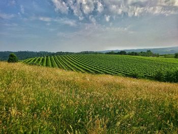 Scenic view of field against sky