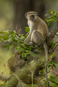 Monkey sitting on tree
