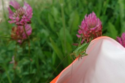 Close-up of insect on flower