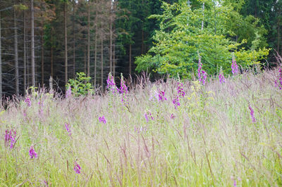 Purple flowering plants on field