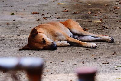 View of a dog sleeping on land