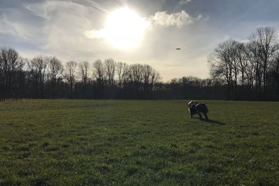 Dog on field against sky during sunset