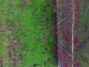 High angle view of trees growing on field