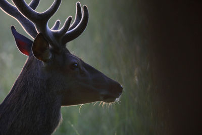 Close-up of deer