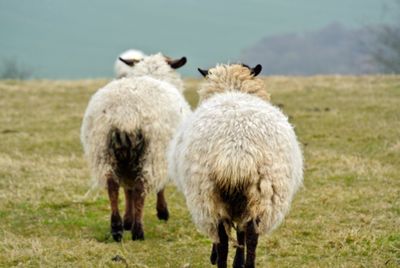 Sheep grazing on field