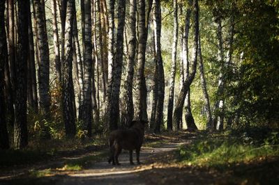 Horse in a forest