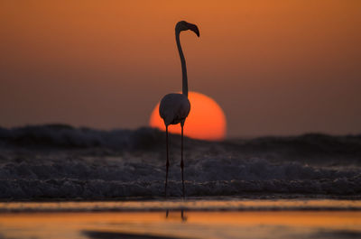 Close-up of silhouette flamingo perching on shore at beach against sky during sunset