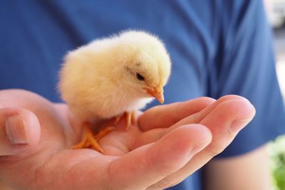 Close-up of a hand holding a bird