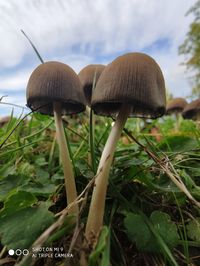 Close-up of mushrooms growing on field against sky