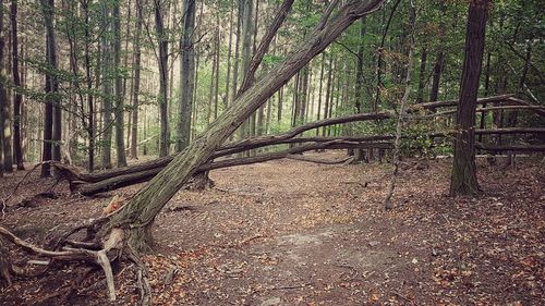 Trees growing in forest