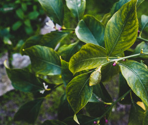 leaf