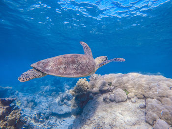 Turtle swimming in sea