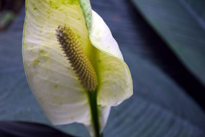 Close-up of water lily