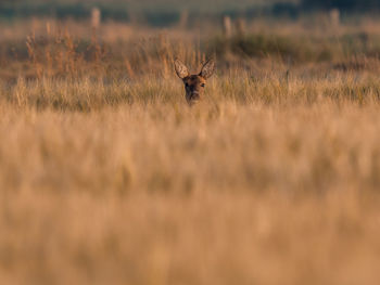 Deer on grassy field