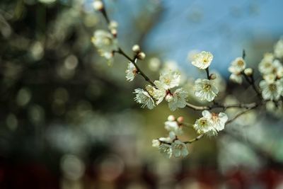 Close-up of white cherry blossom tree