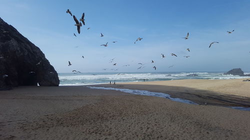 Seagulls flying over beach against sky